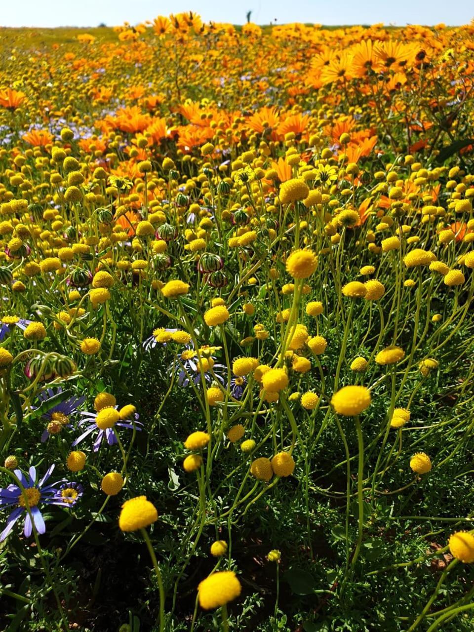 Kallabaskop Eco lodge Soebatsfontein Esterno foto